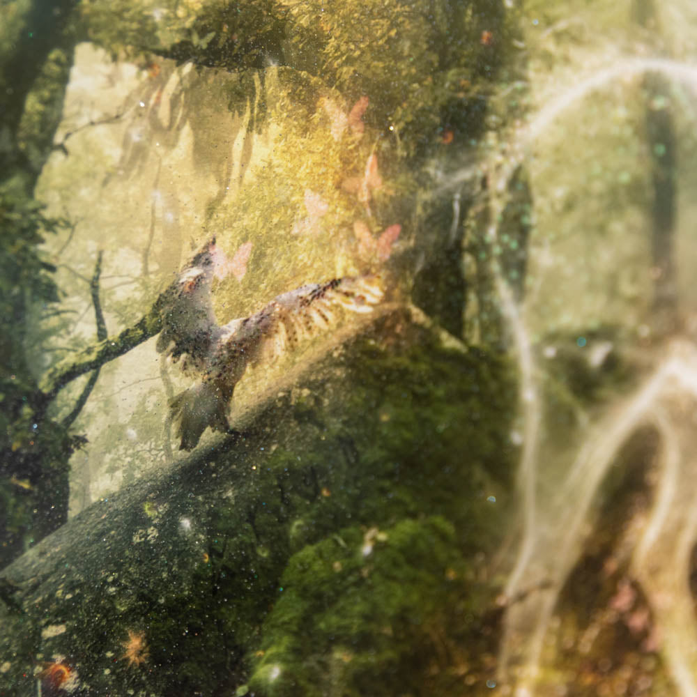 Harry Potter - Expecto Patronum
