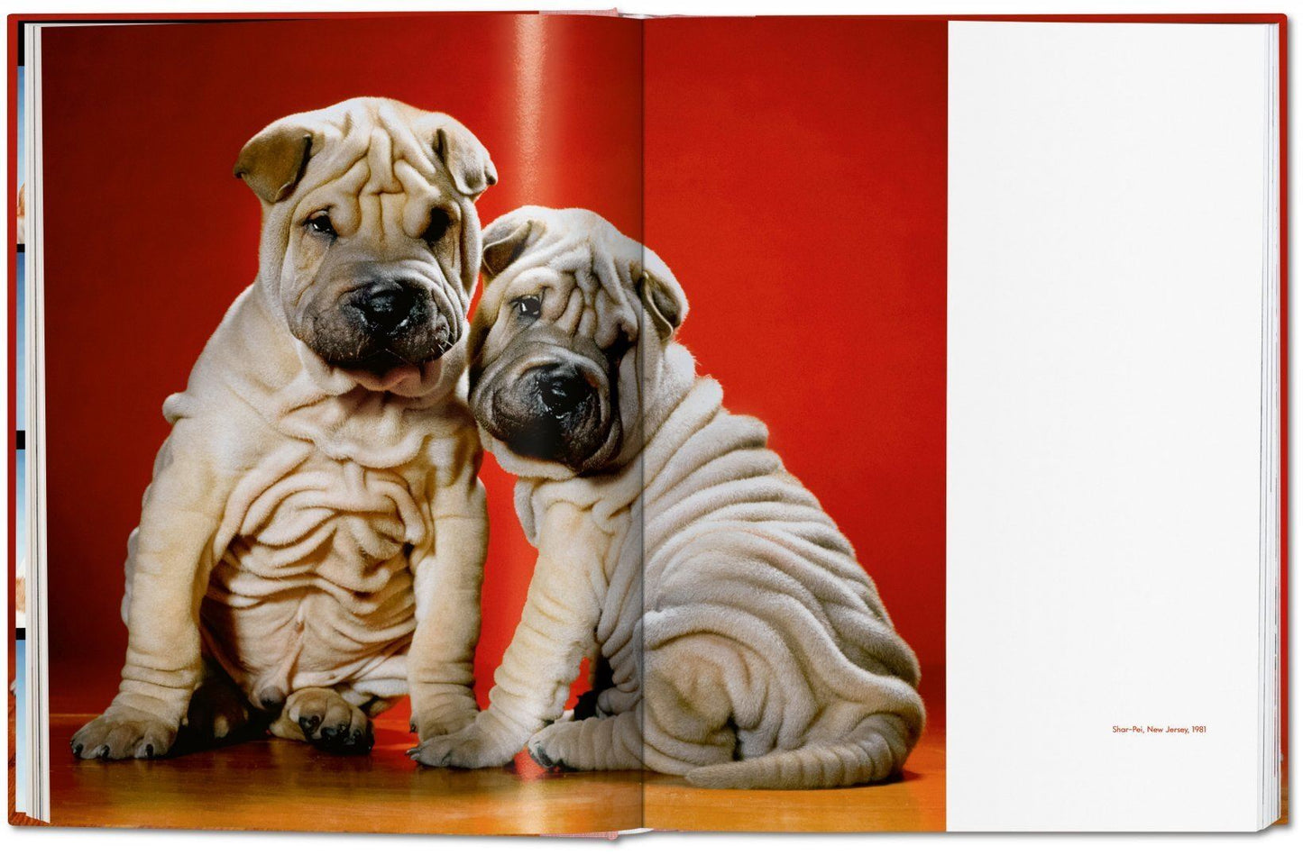 Walter Chandoha. Dogs. Photographs